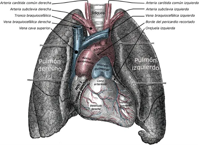 Burgos sigue siendo capital pulmonar de España