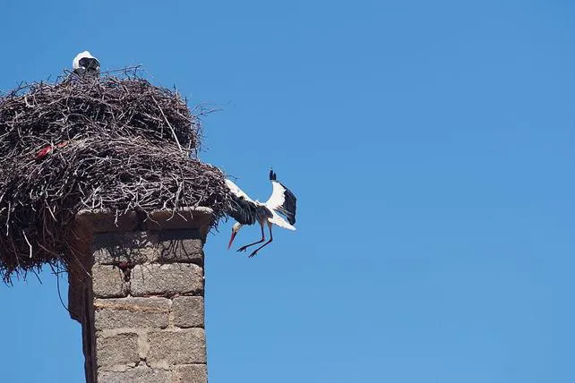Actualidad Burgos: Técnica pionera para reubicar nidos de cigüeña sin dañar a las aves