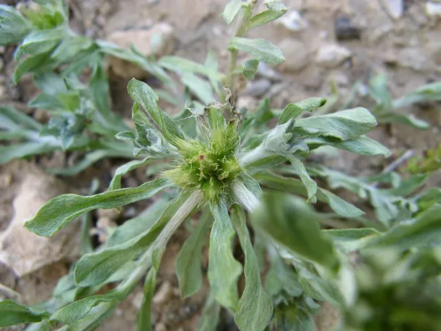 Ciencia Burgos: La Universidad de Salamanca describe una nueva especie de planta de la península ibérica y Marruecos