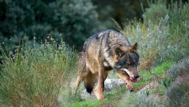 Actualidad Burgos: Situación extrema para el lobo en Castilla y León