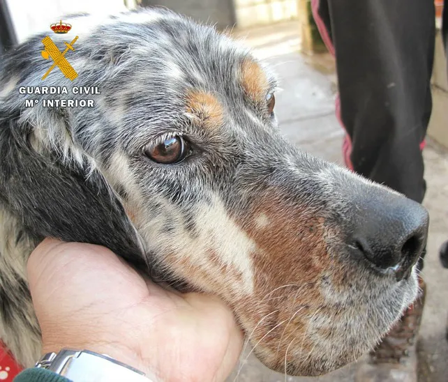 Provincia Burgos: La Guardia Civil solicita la colaboración ciudadana para localizar al dueño de un perro