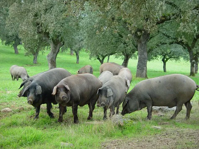 Ciencia Burgos: Un estudio del CSIC logra reducir un 28% el colesterol malo en cerdos
