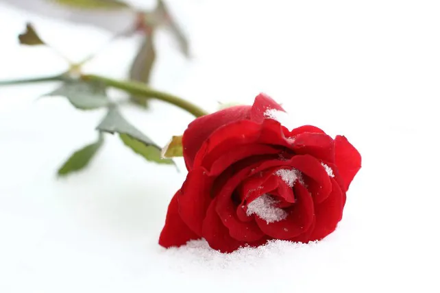 7 errores que hay que evitar el día de San Valentín