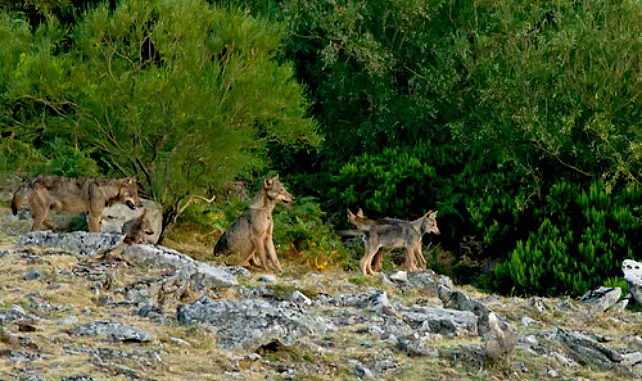 Nueva metodología para calcular los grupos reproductores de lobo