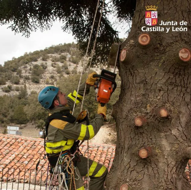 La Delegación de la Junta trata de salvar el pinsapo de San Pedro de Arlanza
