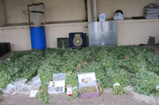 Desmantelado un importante laboratorio de marihuana en Aranda