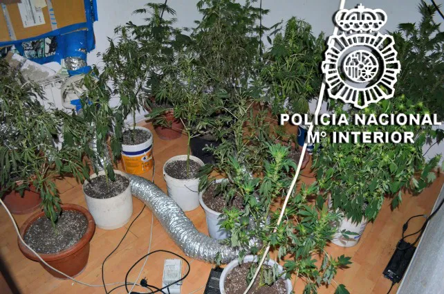 Encuentran una plantación de marihuana en un domicilio de Miranda de Ebro