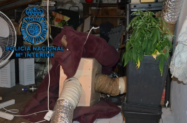 Desmantelada una plantación de marihuana en Miranda