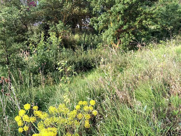 Fundación Caja de Burgos abre su línea de ayudas a voluntariado ambiental