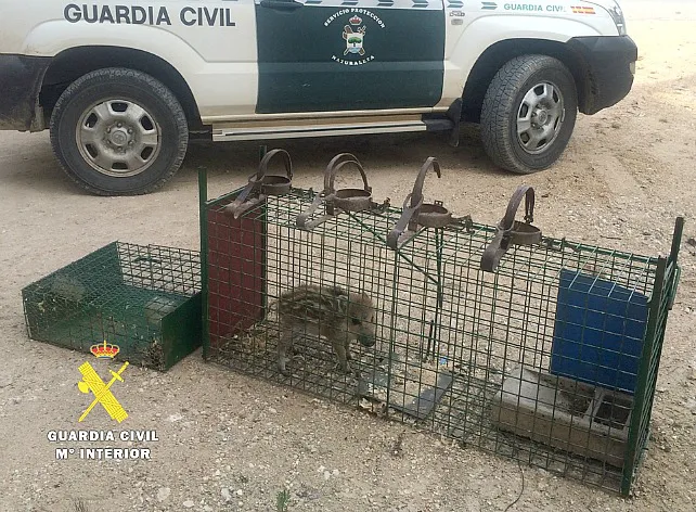 El Seprona aprehende una jaula trampa con una cría viva de jabalí