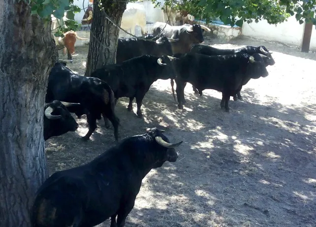 Los primeros toros de la Feria ya están en los corrales