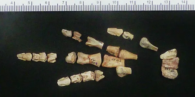Un pequeño dinosaurio de la Demanda pone la ciencia patas arriba