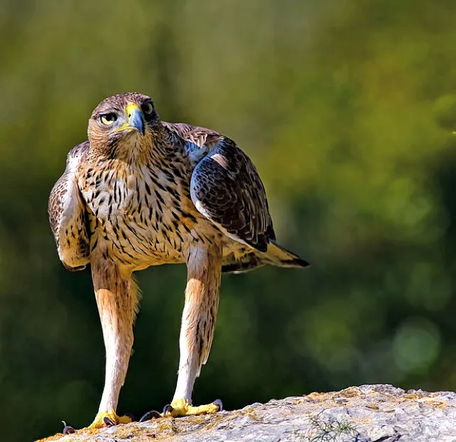 El ‘Proyecto Life Rupis’ busca aumentar la población de alimoche y águila perdicera