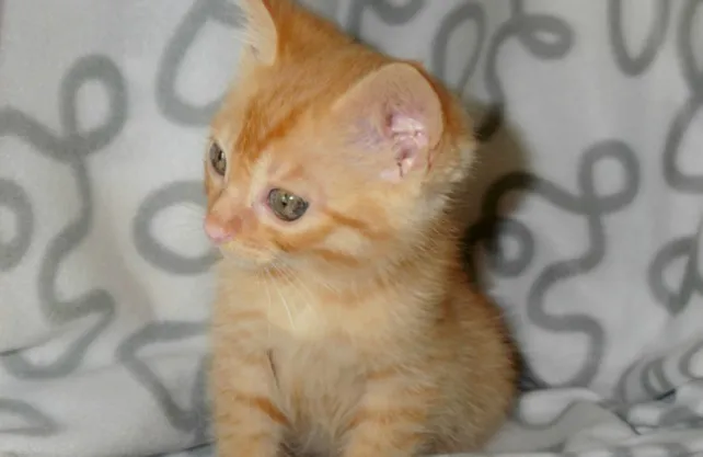 La Protectora se colapsa de ‘gatitos’ y solicita casas de acogida