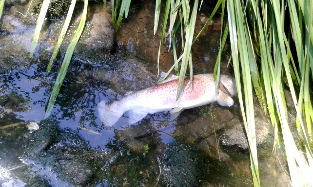 La Sociedad de Caza y Pesca del Valle de Mena exige a la Administración que evite la mortandad de más truchas y cangrejos por obras en el río Cadagua