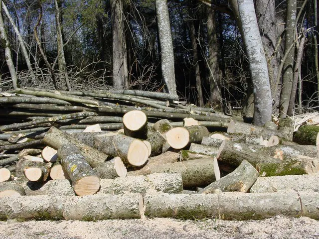 Burgos, segunda provincia de España con más madera licitada en el 2º trimestre