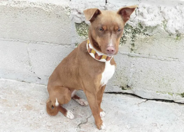 La Guardia Civil va a poner en marcha una campaña de control e identificación de perros