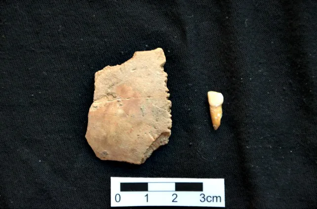Descubiertos restos de un neandertal en la Cova de les Teixoneres