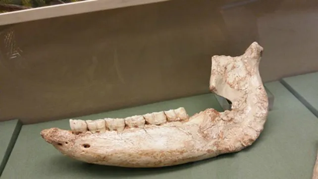 Una mandíbula de rinoceronte encontrada en Atapuerca ‘Pieza del mes’ en el Museo de Burgos