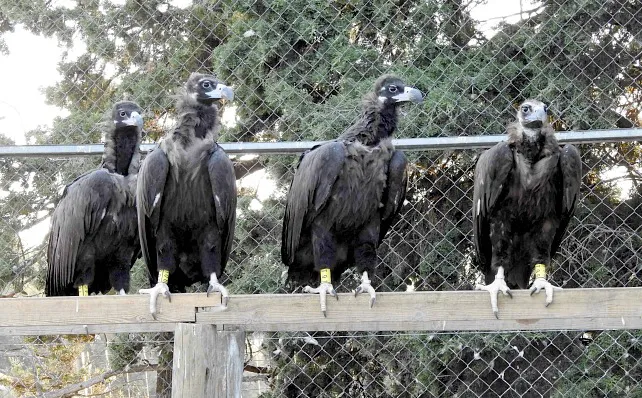 La reintroducción del buitre negro en la Sierra de la Demanda se pone en marcha