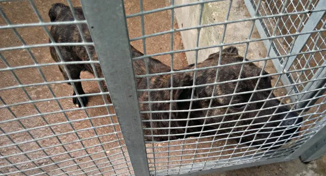 Piden incrementar las condiciones para mejorar la recogida de animales abandonados