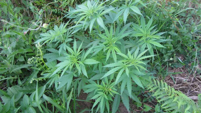 La Policía Local desmantela una planta de marihuana en Fuentes Blancas