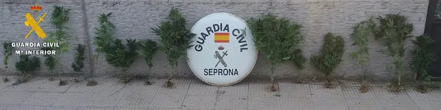 EL SEPRONA desmantela una plantación de marihuana en la comarca de La Demanda