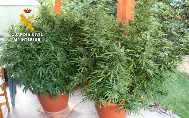 Detenido tras localizar una plantación de marihuana en el jardín de su casa