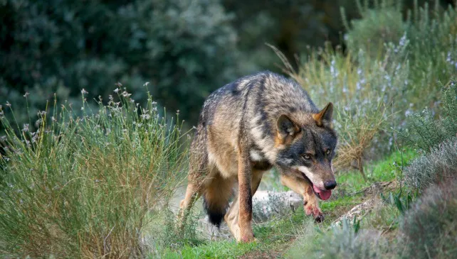 La Junta efectúa el pago de los daños del lobo al Sur del Duero de 442 cabezas de ganado