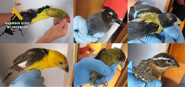 El SEPRONA decomisa 80 ejemplares de aves exóticas de procedencia ilegal