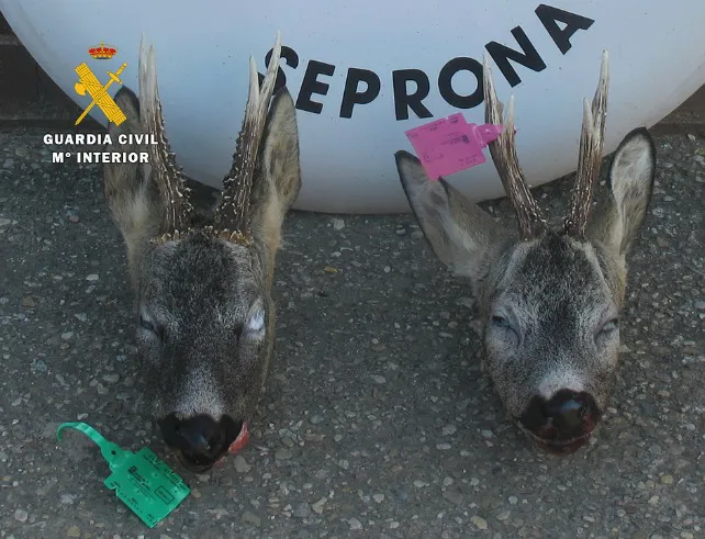 Sorprendido con dos cabezas de corzo precintadas incorrectamente