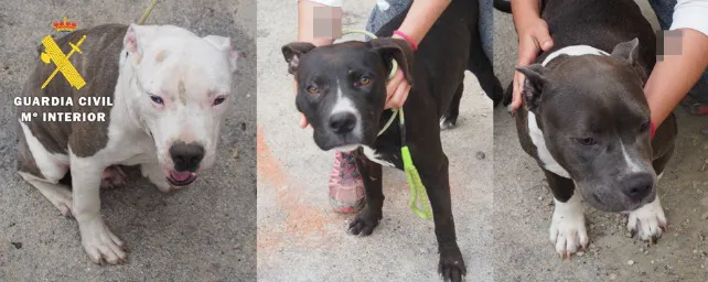 Detenidos por maltratar a varios perros y provocar peleas, hasta ocasionar la muerte de 4 de ellos