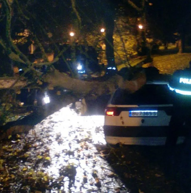 Se cae un árbol en la calle Las Corazas