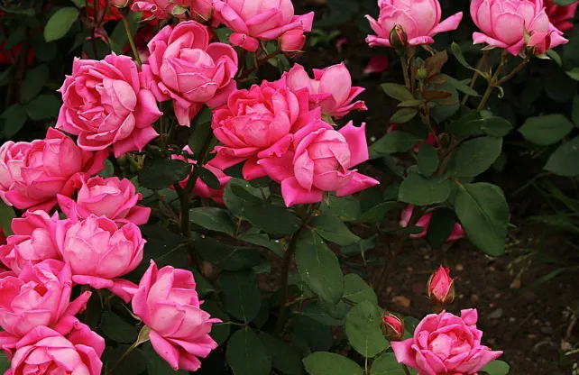 Las mejores flores, en el Palacio de Castilfalé
