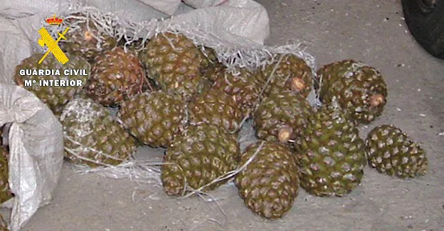Sorprendidos con 300 kilogramos de piñas sustraídas en la comarca del Arlanza