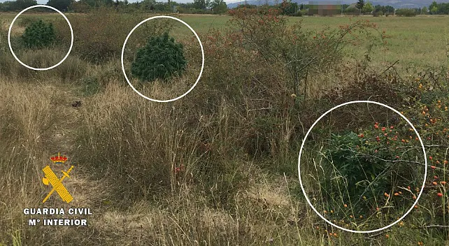 Investigado por cultivar tres plantas de marihuana en Las Merindades