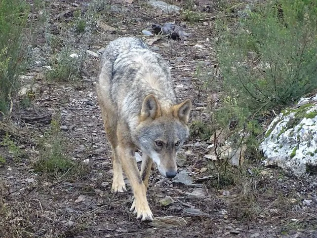 La Junta y las organizaciones agrarias pedirán al Ministerio el cambio de régimen del lobo