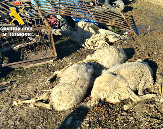 La Guardia Civil localiza una explotación agrícola con animales muertos por abandono