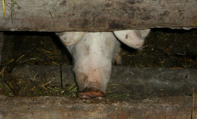 Agricultura y Ganadería concluye que el 80% de las granjas de porcino tienen niveles de bioseguridad altos