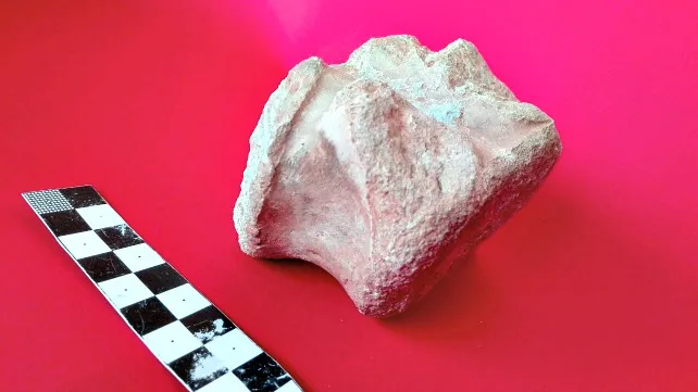 Un vecino descubre un nuevo yacimiento con restos de dinosaurios en Hortigüela