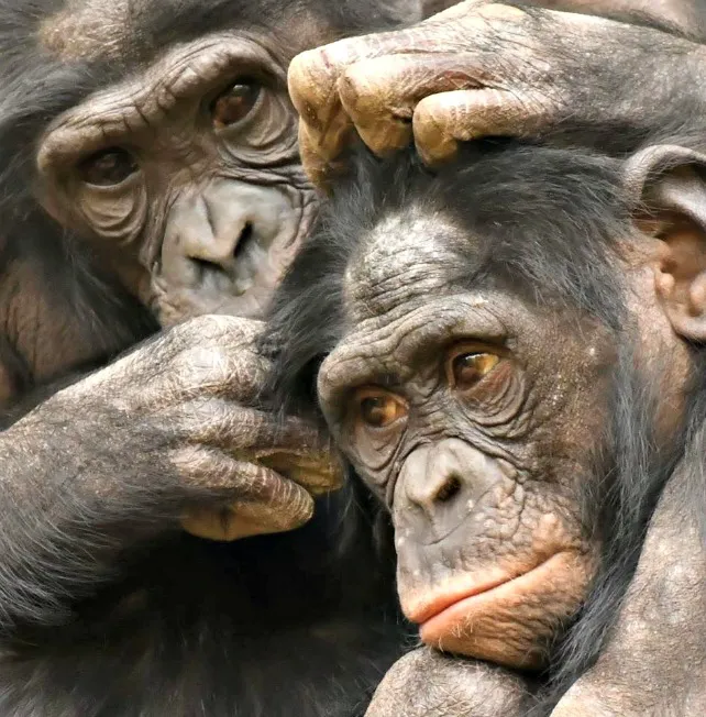 Los grandes simios Patrimonio de la Humanidad charla de Pedro Pozas, en el MEH