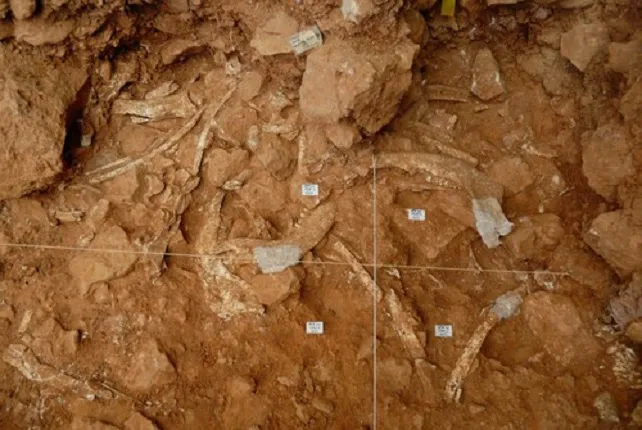 Atapuerca, escenario del caso más antiguo de caza comunal documentado
