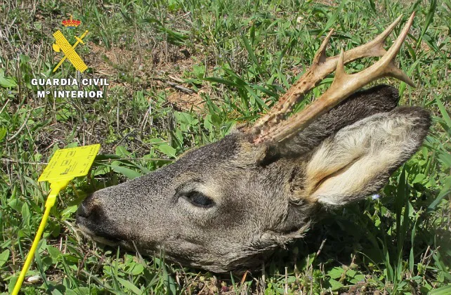 El SEPRONA sorprende a un cazador con una cabeza de corzo sin precintar en el maletero de su vehículo