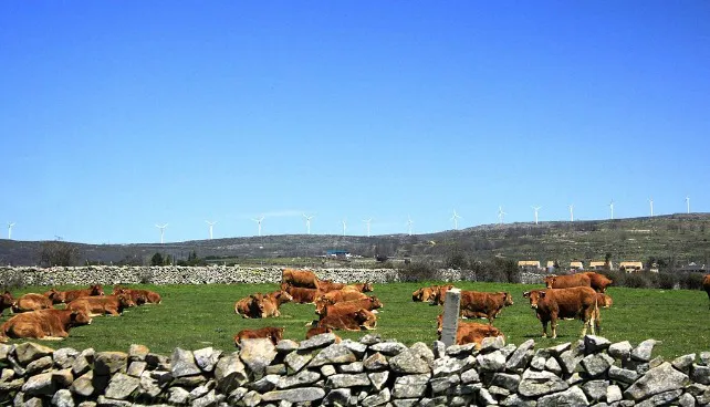 La Unión Europea reconoce a la provincia de Burgos como oficialmente libres de la enfermedad brucelosis bovina