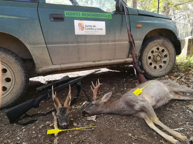 Castilla y León Burgos: Denunciados dos cazadores por no precintar sendos corzos