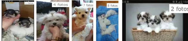 Sucesos Burgos: Denunciada una mujer por criar y vender cachorros de perro a través de internet
