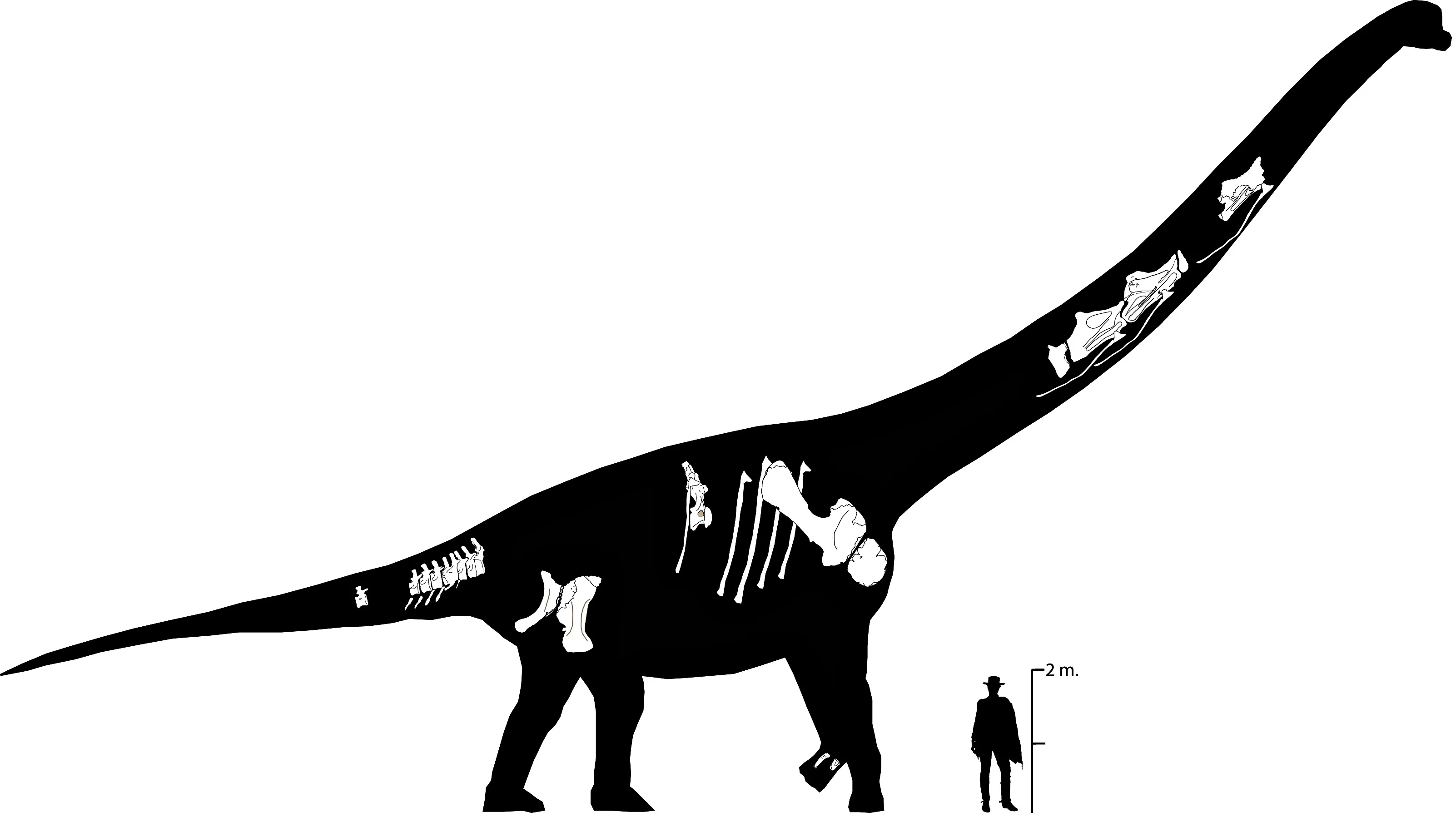 Ciencia Burgos: Europatitan eastwoodi. Se presentan piezas de un nuevo dinosaurio halladas en la Sierra de la Demanda