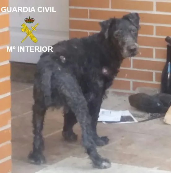 Actualidad Burgos: El SEPRONA investiga a una persona por un supuesto delito de maltrato de animales domésticos