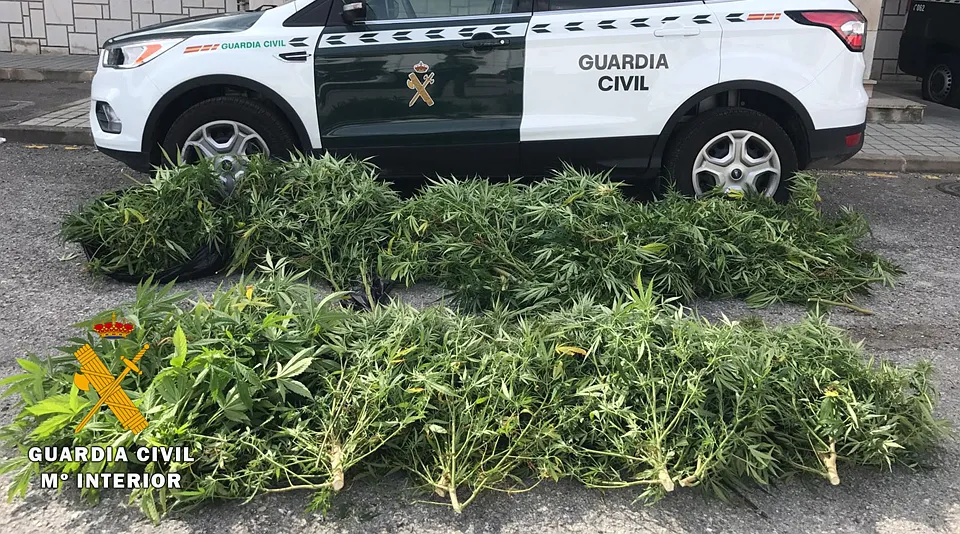 Sucesos Burgos: La Guardia Civil descubre dos plantaciones de marihuana gracias a la colaboración ciudadana