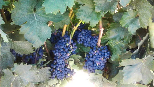 Actualidad Burgos: La cosecha de los vinos del Arlanza será de buena calidad